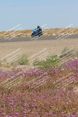 media/Mar-12-2023-SoCal Trackdays (Sun) [[d4c8249724]]/Turn 15 Inside Bloom (130pm)/